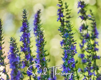 May include: Tall spikes of vibrant purple hyssop flowers with green stems and leaves. The text Seed Therapy is written in a white cursive script across the lower portion of the image, overlaying the dense cluster of blooming purple blossoms.