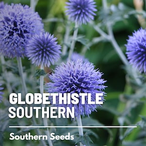 Puede incluir: Primer plano de un grupo de flores de cardo azul en forma de globo. Las flores son redondas y espinosas, con una textura peluda. El texto "GLOBETHISTLE SOUTHERN" y "Southern Seeds" es visible en la parte inferior de la imagen.