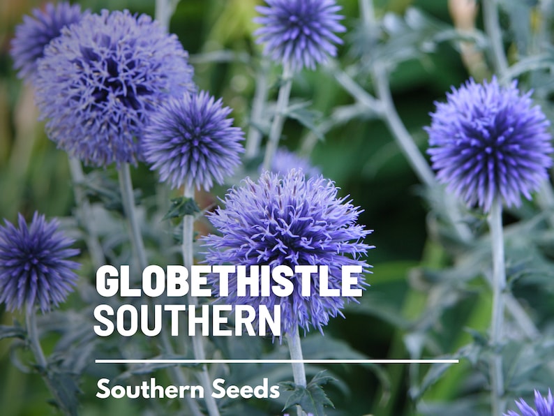 Puede incluir: Primer plano de un grupo de flores de cardo azul en forma de globo. Las flores son redondas y espinosas, con una textura peluda. El texto "GLOBETHISTLE SOUTHERN" y "Southern Seeds" es visible en la parte inferior de la imagen.