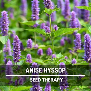Anise Hyssop Seeds (Licorice Mint) – Heirloom, Culinary & Medicinal Herb, Aromatic Flower, Pollinator Friendly | 200 Seeds