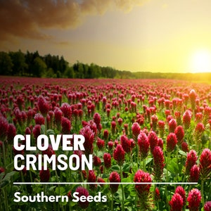 Clover, Crimson (Dixie Clover) - 1000 seeds - Heirloom Cover Crop - Nitrogen Fixer - Attracts Pollinators (Trifolium incarnatum)