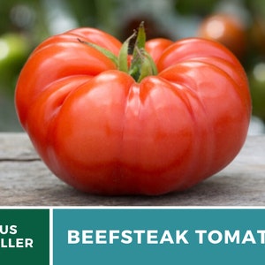 Tomato, Beefsteak 50 Seeds Heirloom Vegetable, Indeterminate, Large, Meaty Tomatoes, Slicing Tomato Lycopersicon esculentum image 7