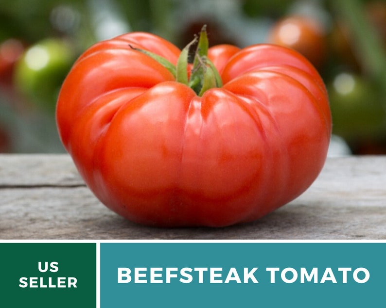 Tomato, Beefsteak 50 Seeds Heirloom Vegetable, Indeterminate, Large, Meaty Tomatoes, Slicing Tomato Lycopersicon esculentum image 7