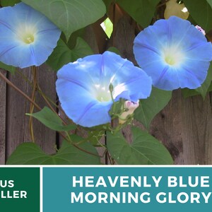 Morning Glory, Heavenly Blue 50 Seeds Heirloom Vine Brilliant Blue Blooms Ipomoea tricolor image 8