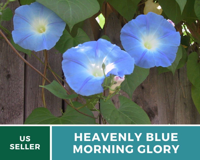 Morning Glory, Heavenly Blue 50 Seeds Heirloom Vine Brilliant Blue Blooms Ipomoea tricolor image 8