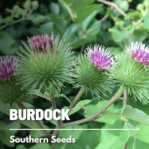 Burdock - 50 Seeds - Heirloom Culinary & Medicinal Herb - Non-GMO (Arctium lappa)