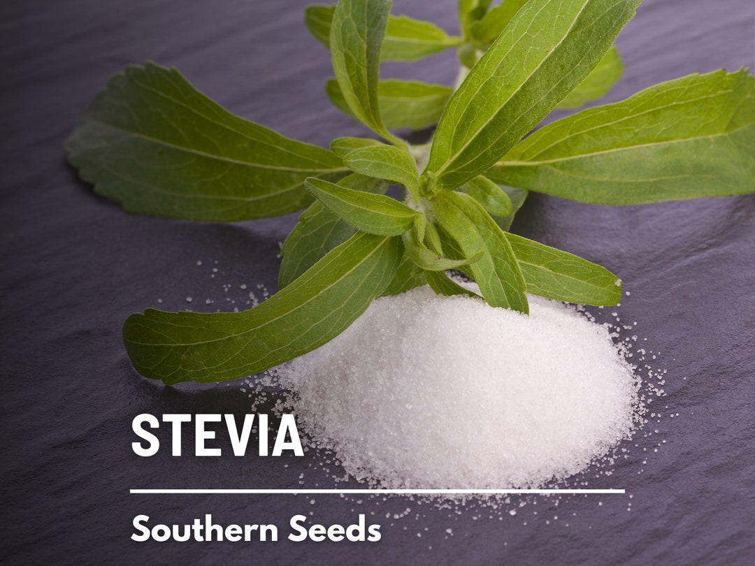 Stevia sugar Leaf 50 Seeds Heirloom Herb, Natural Sweetener, Sugar