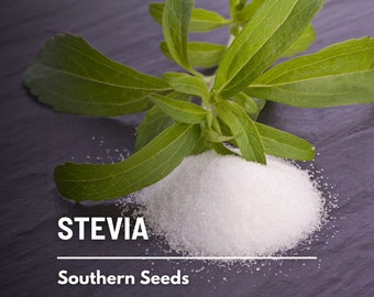 Stevia (Sugar Leaf) - 50 Seeds - Heirloom Herb, Natural Sweetener, Sugar Alternative, Medicinal Plant, Garden Gift (Stevia rebaudiana)