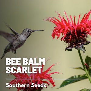 Bee Balm, Scarlet Bergamot - 20 Seeds - Heirloom Culinary & Medicinal Flower - Pollinator Friendly (Monarda didyma)