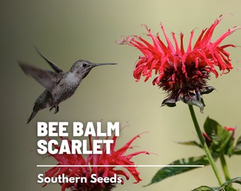 Bee Balm, Scarlet Bergamot - 20 Seeds - Heirloom Culinary & Medicinal Flower - Pollinator Friendly (Monarda didyma)