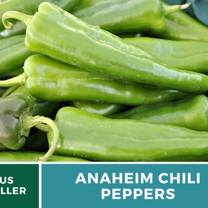 May include: A close-up of a pile of green Anaheim chili peppers. The peppers are long and slender, with a slightly pointed tip. The text "ANAHEIM CHILI PEPPERS" is displayed on a teal background.
