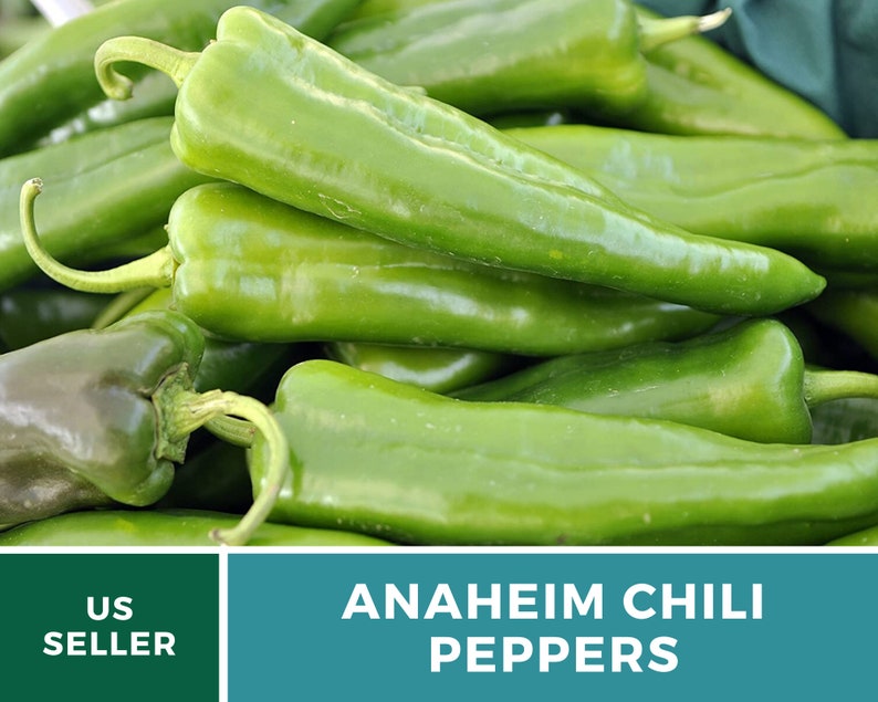 May include: A close-up of a pile of green Anaheim chili peppers. The peppers are long and slender, with a slightly pointed tip. The text "ANAHEIM CHILI PEPPERS" is displayed on a teal background.