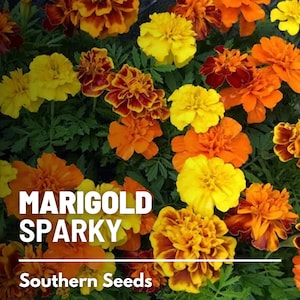 Marigold, Sparky French - 100 Seeds - Heirloom Flower - Bright and Cheerful Blooms (Tagetes patula)