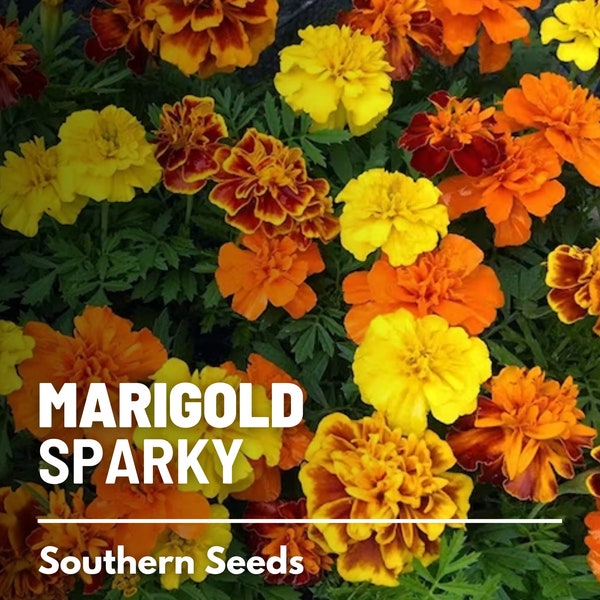 Marigold, Sparky French - 100 Seeds - Heirloom Flower - Bright and Cheerful Blooms (Tagetes patula)