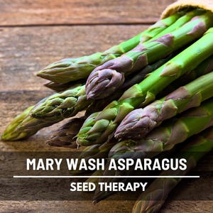Mary Washington Asparagus Seeds – Heirloom Perennial Vegetable, Tender Gourmet Spears for Years | 50 Seeds