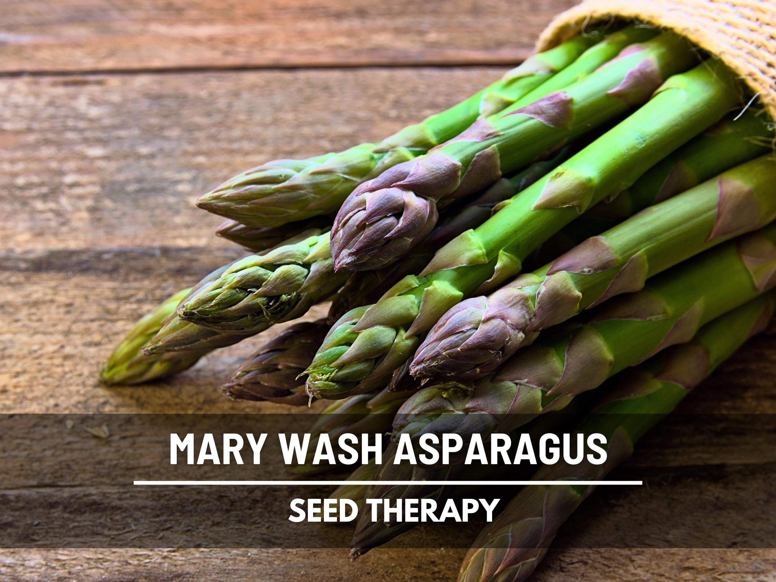 Mary Washington Asparagus Seeds – Heirloom Perennial Vegetable, Tender Gourmet Spears for Years | 50 Seeds