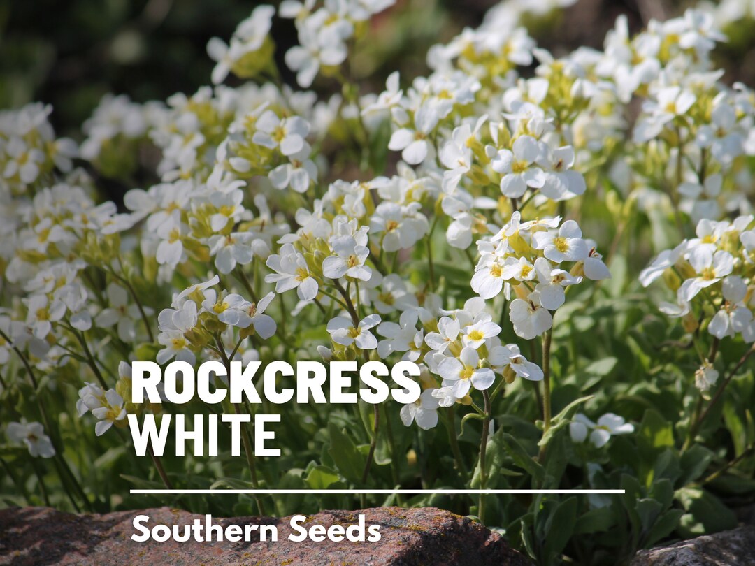 Rockcress, White - 250 Seeds - Heirloom Flower, Ground Cover ...
