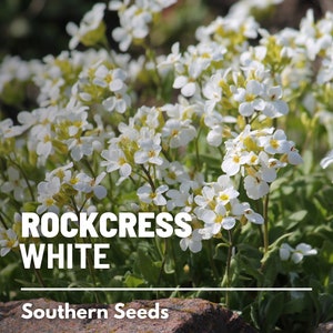 Rockcress, White - 250 seeds - Heirloom Flower, Ground Cover, Pollinator Plant, White Blooms (Arabis alpina)