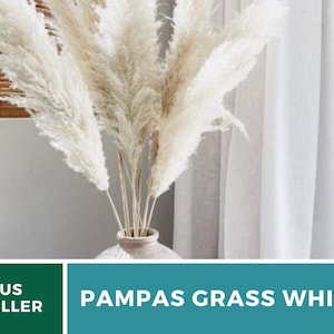 Pampas Grass, White 100 Seeds Heirloom Ornamental Grass Elegant and Airy White Plumes Cortaderia selloana image 8