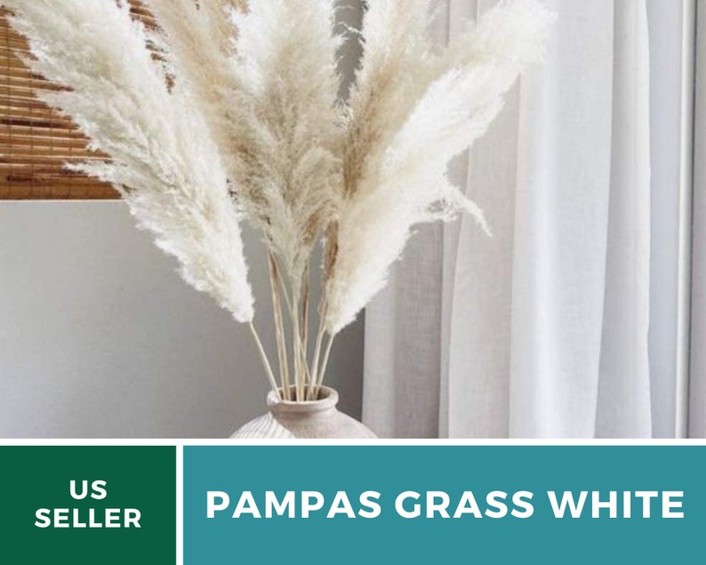 Pampas Grass, White 100 Seeds Heirloom Ornamental Grass Elegant and Airy White Plumes Cortaderia selloana image 8