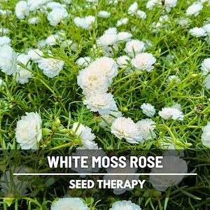 White Moss Rose Seeds – Heirloom for Rock Gardens, Sprawling Succulent Groundcover, Crisp White Blooms, Low Maintenance | 250 Seeds