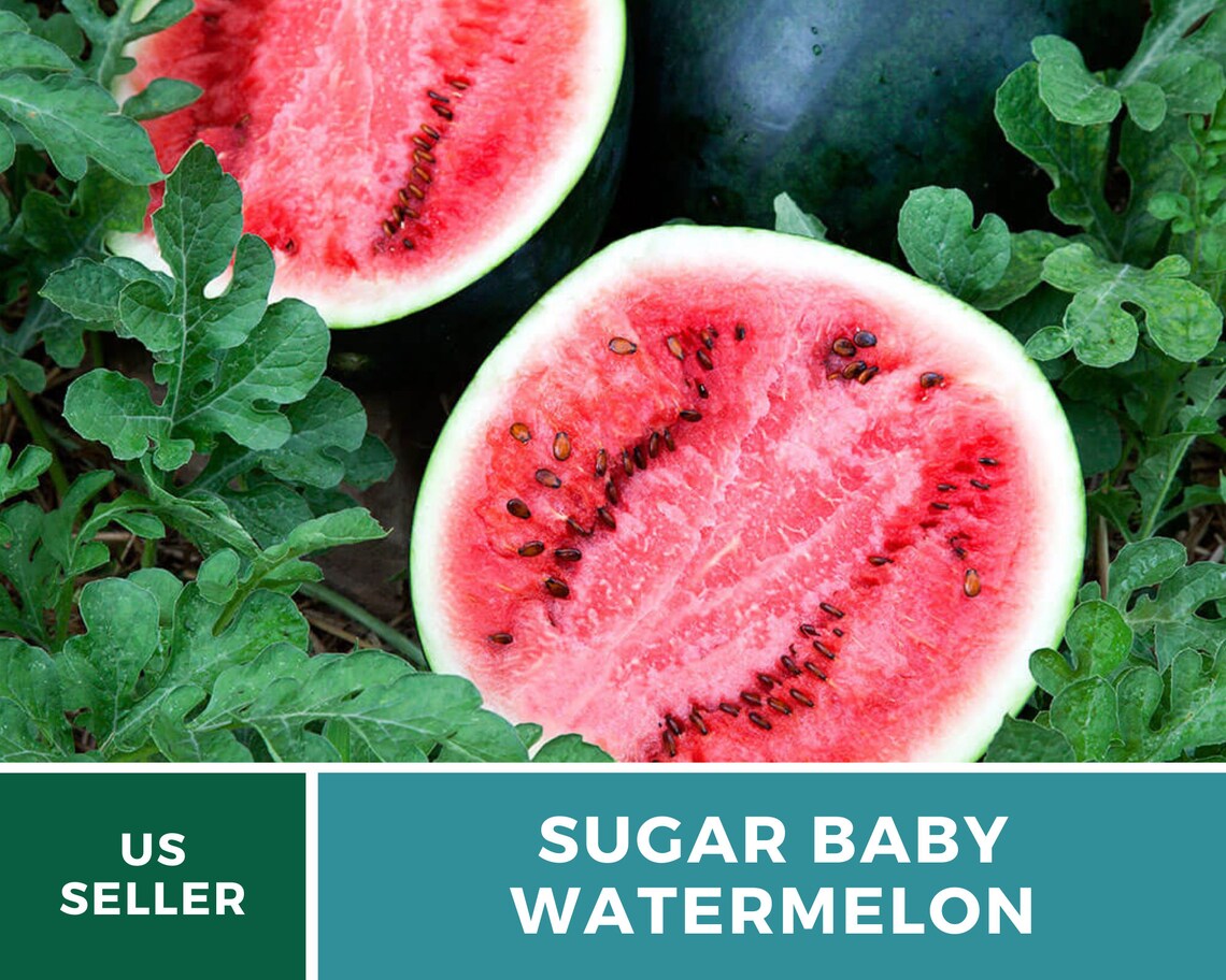 Watermelon Sugar Baby 25 Seeds Heirloom Open Pollinated Etsy