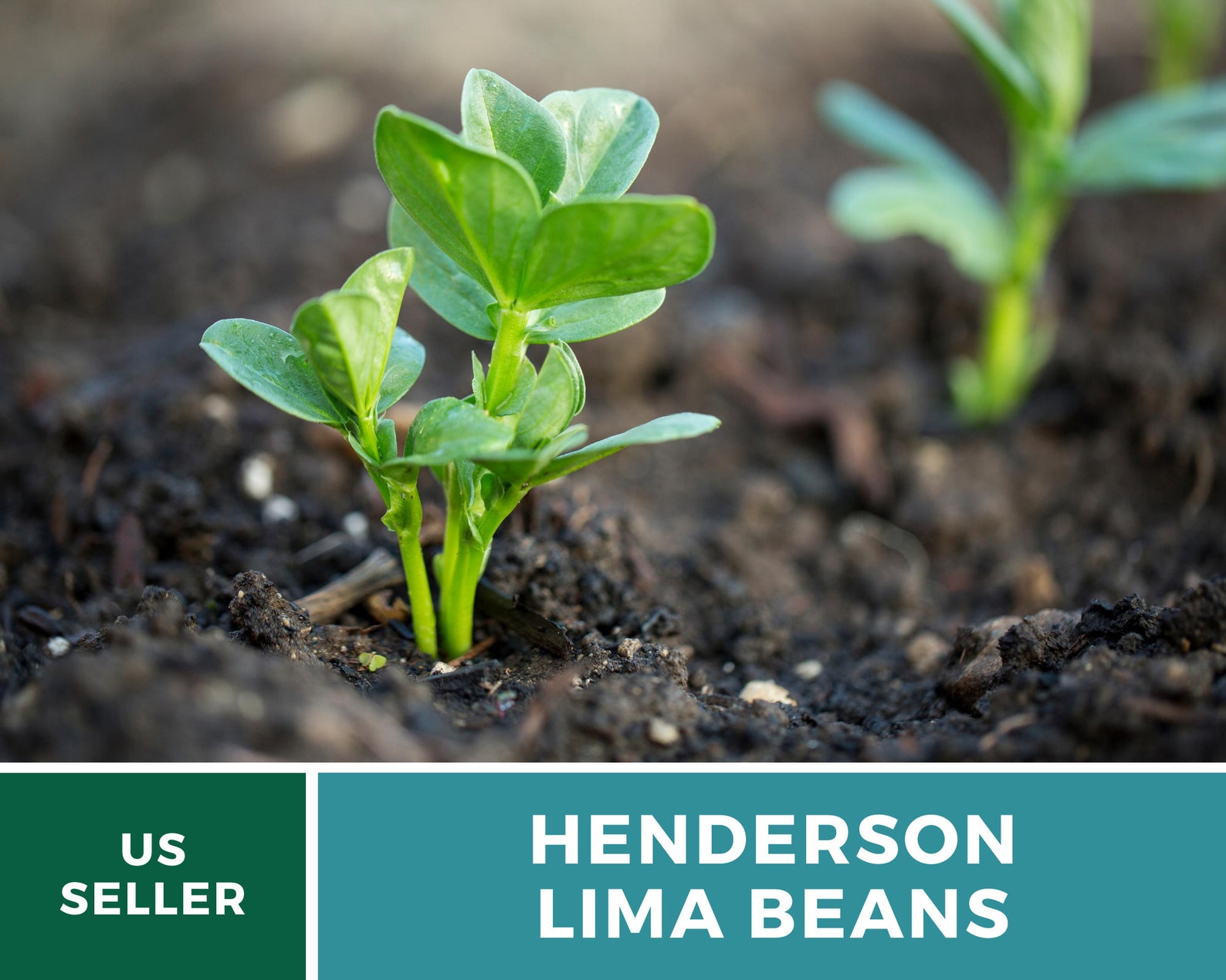 Bean Lima Henderson Butter Beans 15 Seeds Heirloom Etsy