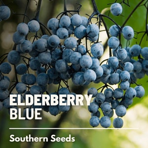 Elderberry, Blue - 50 Seeds - Heirloom Fruit - Open Pollinated - Non-GMO (Sambucus cerulea)