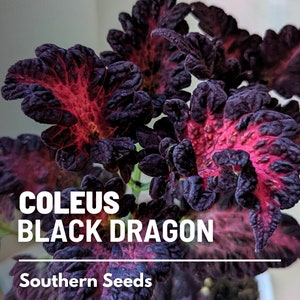 Coleus, Black Dragon - 20 Seeds - Heirloom Ornamental Plant - Landscape and Houseplant (Plectranthus scutellarioides)