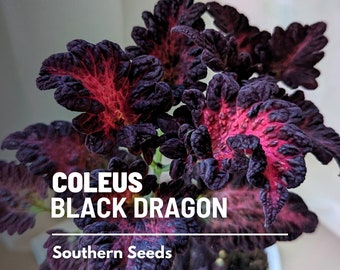 Coleus, Black Dragon - 20 Seeds - Heirloom Ornamental Plant - Landscape and Houseplant (Plectranthus scutellarioides)