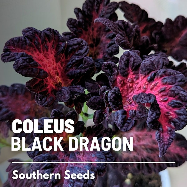 Coleus, Black Dragon - 20 Seeds - Heirloom Ornamental Plant - Landscape and Houseplant (Plectranthus scutellarioides)