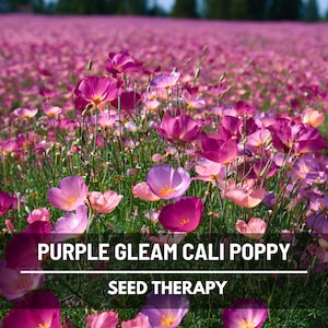 May include: A field of vibrant purple and pink California poppies in full bloom. The image features the text "PURPLE GLEAM CALI POPPY" and "SEED THERAPY". The flowers are in focus, with a blurred background of more flowers.