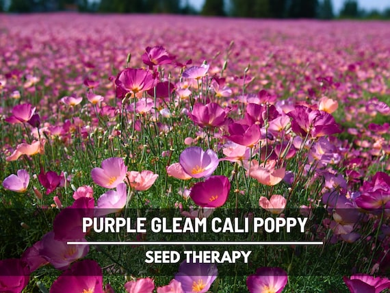 Purple Gleam California Poppy Seeds – Heirloom, Non-GMO, Vivid Magenta-Purple Flowers, Drought Tolerant, Unique Color | 100 Seeds