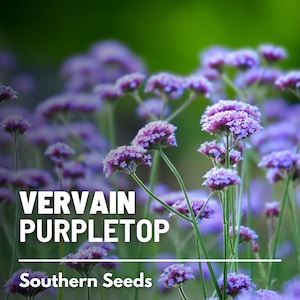 Vervain, Purpletop - 100 Seeds - Heirloom Herb, Purple Flowers, Attracts Butterflies, Native Wildflower (Verbena bonariensis)