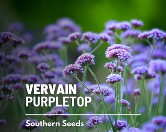 Vervain, Purpletop - 100 Seeds - Heirloom Herb, Purple Flowers, Attracts Butterflies, Native Wildflower (Verbena bonariensis)