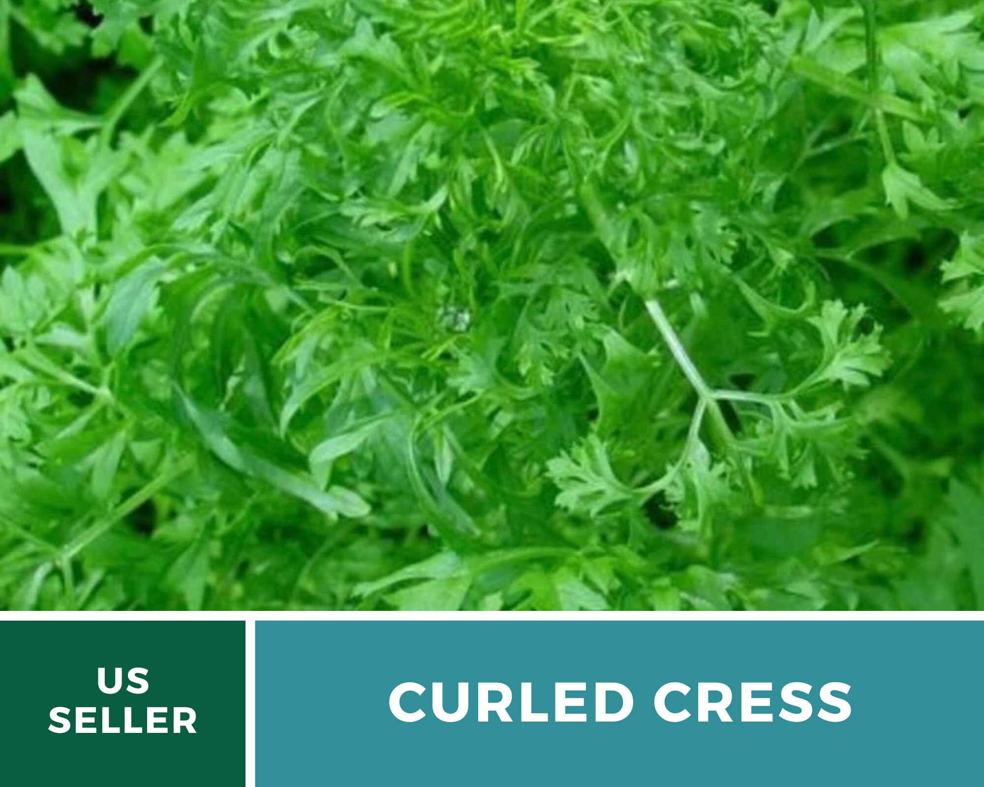 CRESS - Curly Cress — Seeds Trust