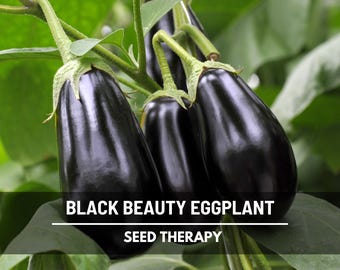 Black Beauty Eggplant Seeds – Heirloom, Open Pollinated, Non-GMO (50 Seeds)