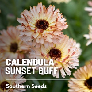 Calendula, Sunset Buff - 50 Seeds - Heirloom Flower - Medicinal Herb - Apricot Blooms (Calendula officinalis)