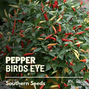 Pepper, Birds Eye Chili (Thai) - 30 Seeds - Heirloom Vegetable - Spicy - Open Pollinated - Non-GMO (Capsicum frutescens)