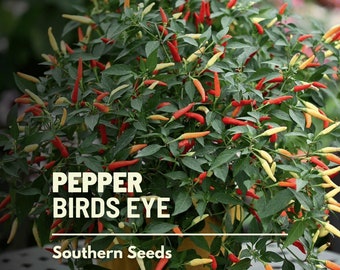 Berbere Hot Peppers Seeds