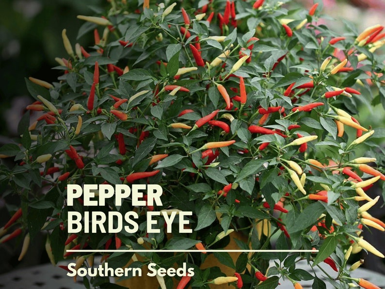 Pepper, Birds Eye Chili (Capscium annuum) - 30 Seeds