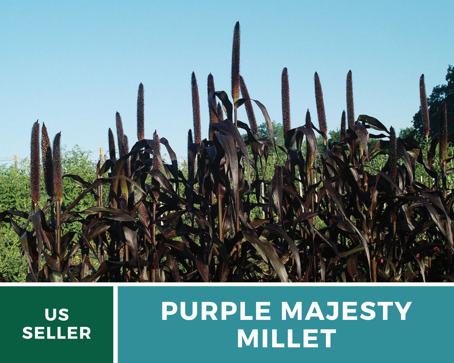 Millet Purple Majesty 10 Seeds Stunning Ornamental Non Etsy