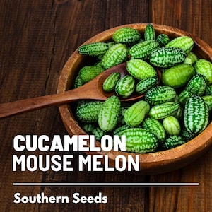 Mouse Melon (Cucamelon) - 10 Seeds - Heirloom Fruit, Cucurbit, Culinary Plant, Mexican Sour Gherkin, Mexican Cucumber (Melothria scabra)