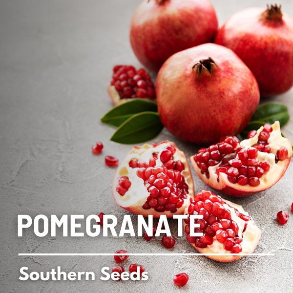 Pomegranate  - 20 Seeds - Heirloom Fruit,  Open Pollinated, Non-GMO, Super Food, Delicious Fruit (Punica granatum)
