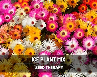 Mezcla de semillas de plantas de hielo – Variedad tradicional para cubrir el suelo, colorida y resistente a la sequía, fácil de cultivar, flores vibrantes / 200 semillas