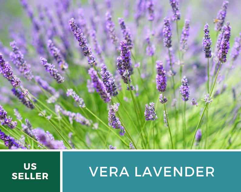 Organic Vera English Lavender 100 Seeds Fragrant Herb Etsy