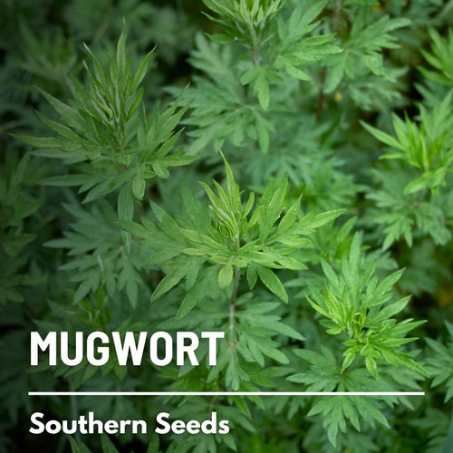 Mugwort - 100 Seeds - Heirloom Herb - Used in Herbal Remedies and Dreamwork (Artemisia vulgaris)