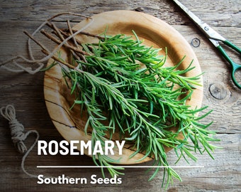 Rosemary - 50 Seeds - Heirloom Herb - Culinary & Medicinal  - Fragrant and Aromatic (Rosmarinus officinalis)