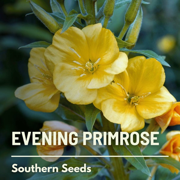 Evening Primrose - 100 Seeds - Heirloom Flower - Medicinal & Culinary Herb (Oenothera biennis)