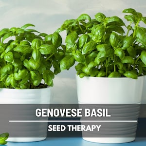 Genovese Basil Seeds - Heirloom Italian Herb, Aromatic Pesto Variety (250 Seeds)